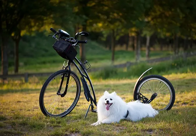 Guide d'achat essentiel : Comment choisir les meilleurs produits